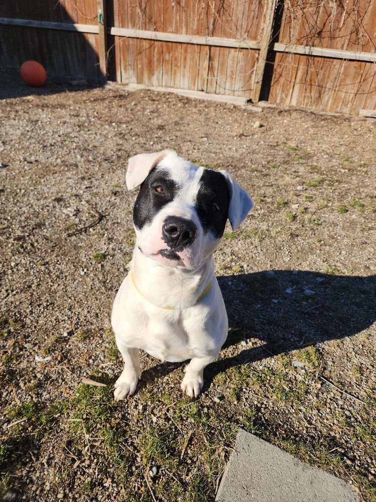 TATER - Pit Bull Terrier available for adoption