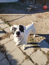 Tater - Photo 4