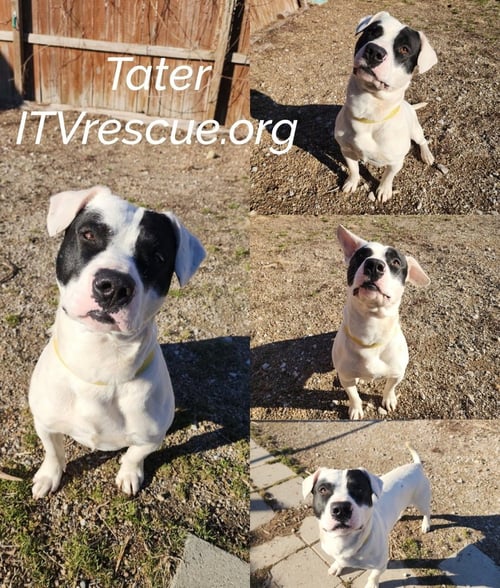 TATER - Pit Bull Terrier available for adoption