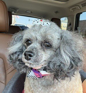 DEVINE - Poodle (T-Cup) available for adoption