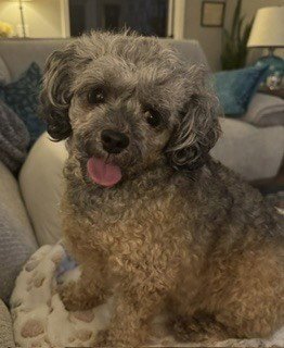 DEVINE - Poodle (T-Cup) available for adoption