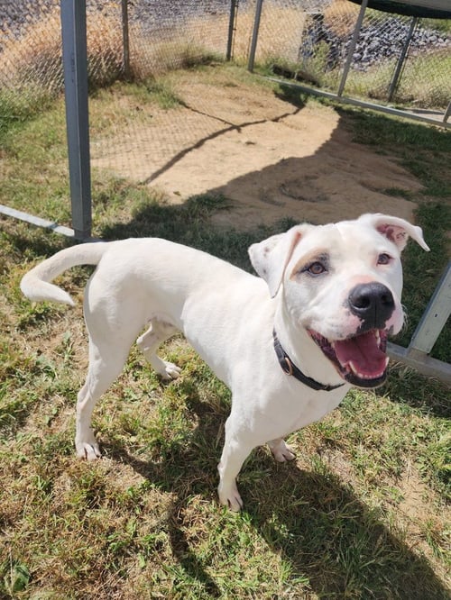 MURPHY - American Pit Bull Terrier available for adoption