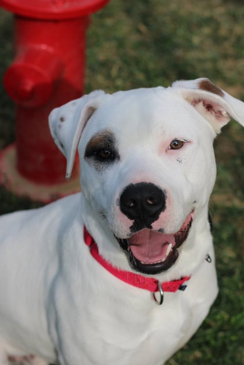 MURPHY - American Pit Bull Terrier available for adoption