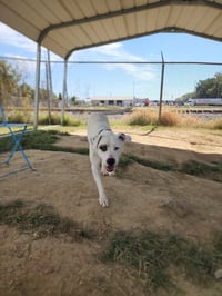Murphy - Photo 4