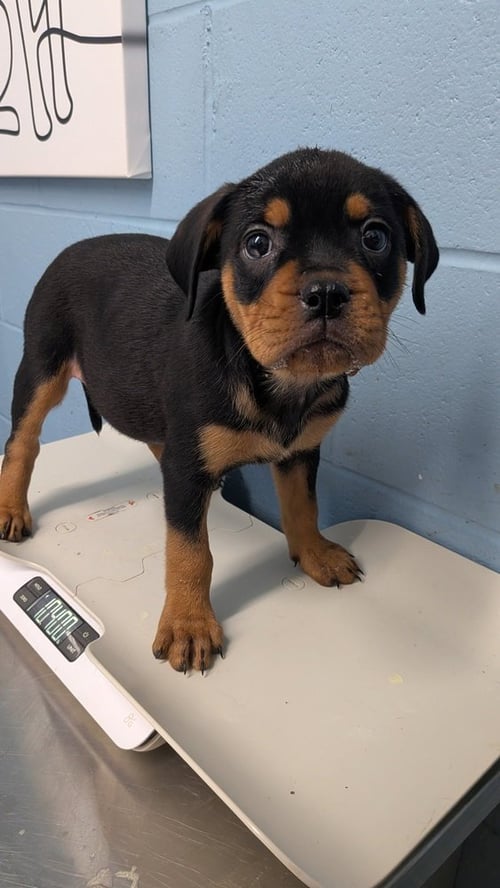 IMOGEN - Pit Bull Terrier / Rottweiler available for adoption