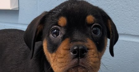 IMOGEN - Pit Bull Terrier / Rottweiler available for adoption