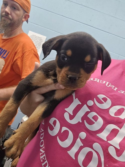 IMOGEN - Pit Bull Terrier / Rottweiler available for adoption