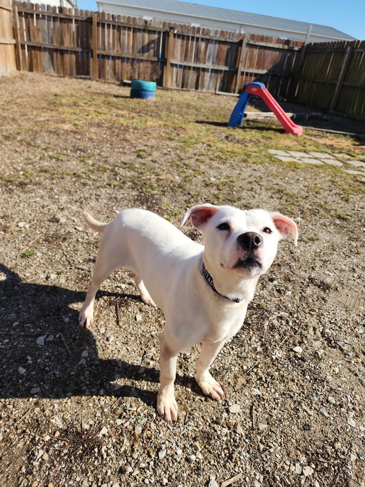 HAWKEY - Labrador Retriever / Pit Bull Terrier available for adoption