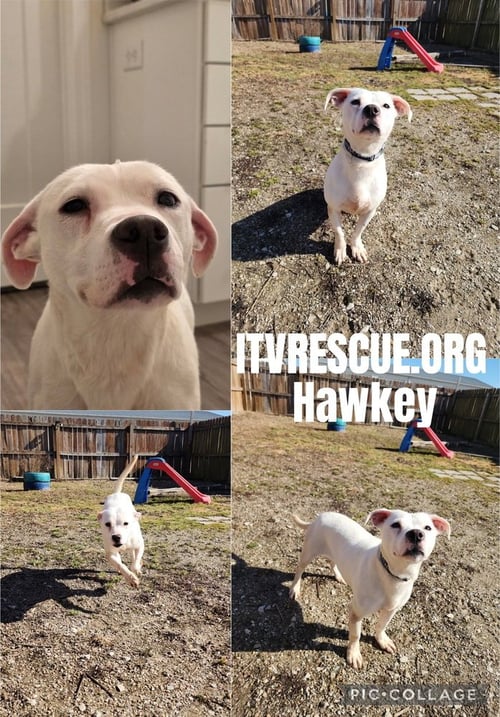 HAWKEY - Labrador Retriever / Pit Bull Terrier available for adoption