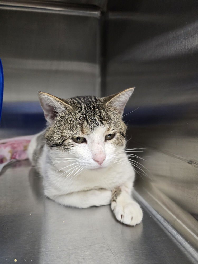 BRIDGER - Domestic Short Hair available for adoption