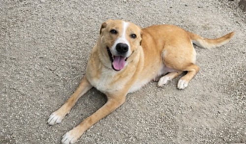 JUNE BUG - Hound available for adoption