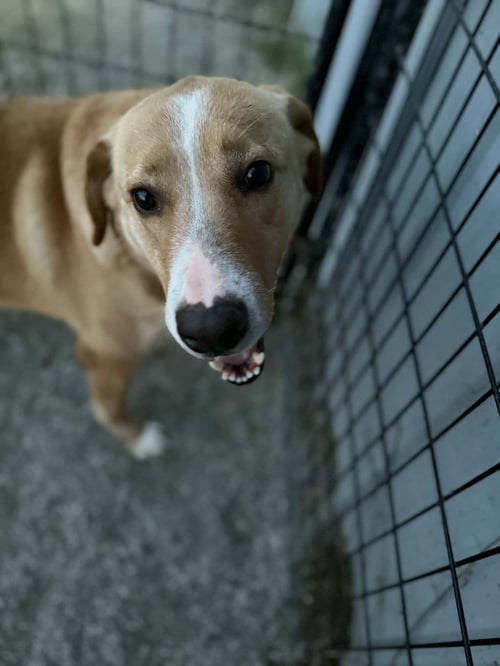 JUNE BUG - Hound available for adoption