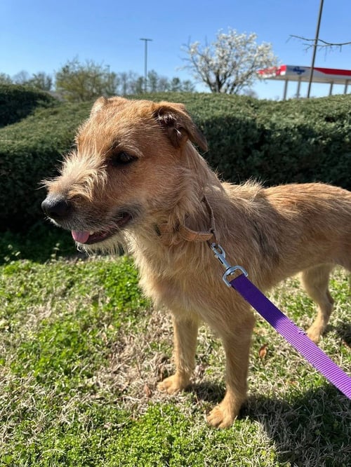 YELLOW - Terrier / German Shepherd Dog available for adoption