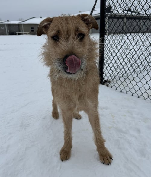 YELLOW - Terrier / German Shepherd Dog available for adoption