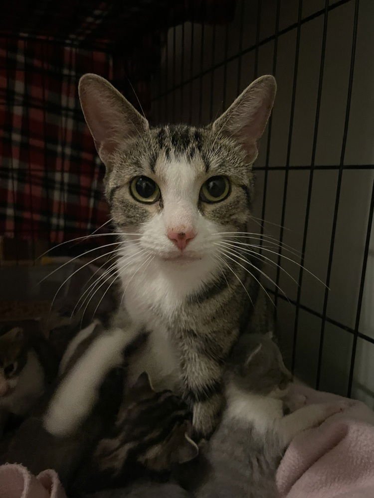 SNOW WHITE - Domestic Short Hair available for adoption