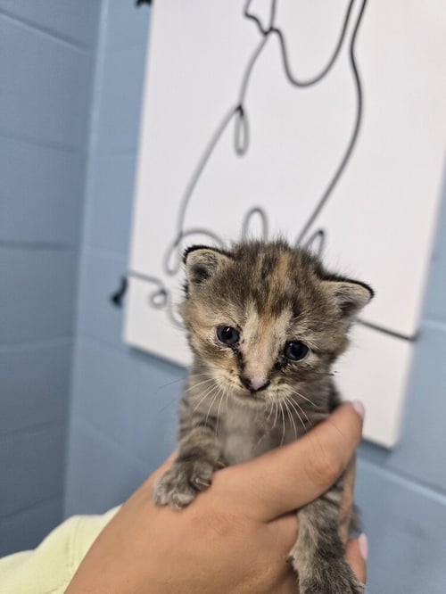 CUP - Domestic Short Hair available for adoption