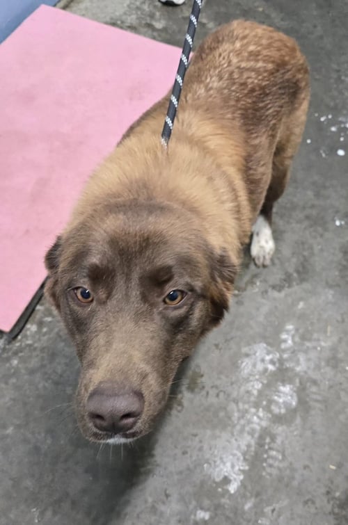 ESME - Retriever available for adoption