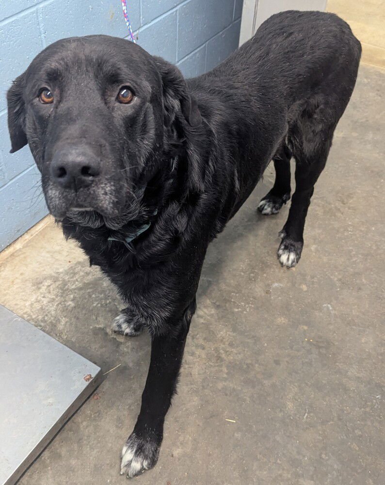 REID - Retriever available for adoption