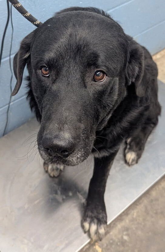 REID - Retriever available for adoption