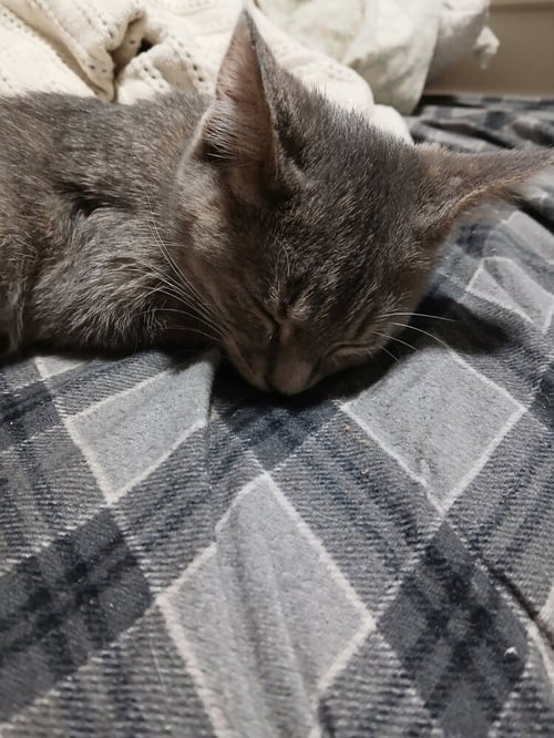 MAB - Domestic Short Hair available for adoption