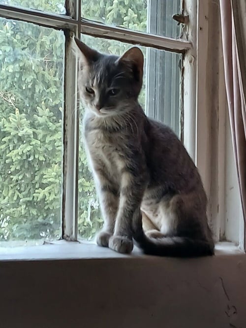 MAB - Domestic Short Hair for adoption in Evansville