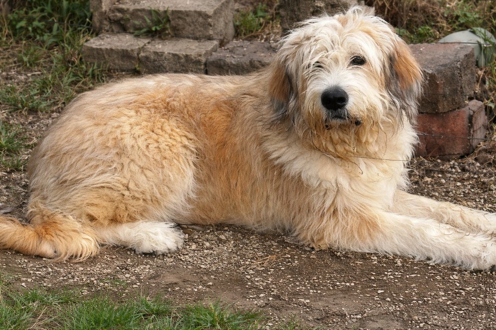 SCRUFFY - Great Pyrenees / Terrier available for adoption
