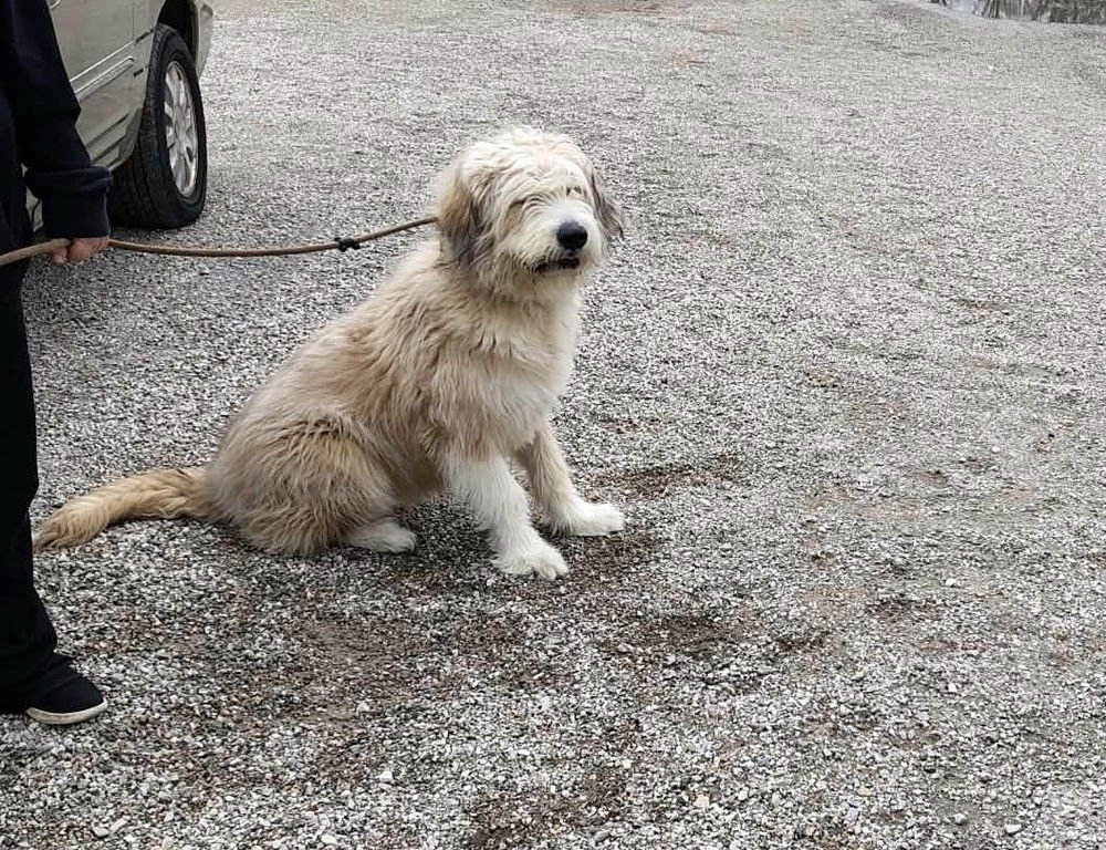 SCRUFFY - Great Pyrenees / Terrier available for adoption
