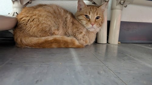 MACYS - Domestic Short Hair available for adoption