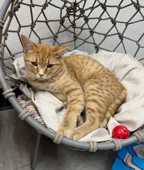 MACYS - Domestic Short Hair available for adoption