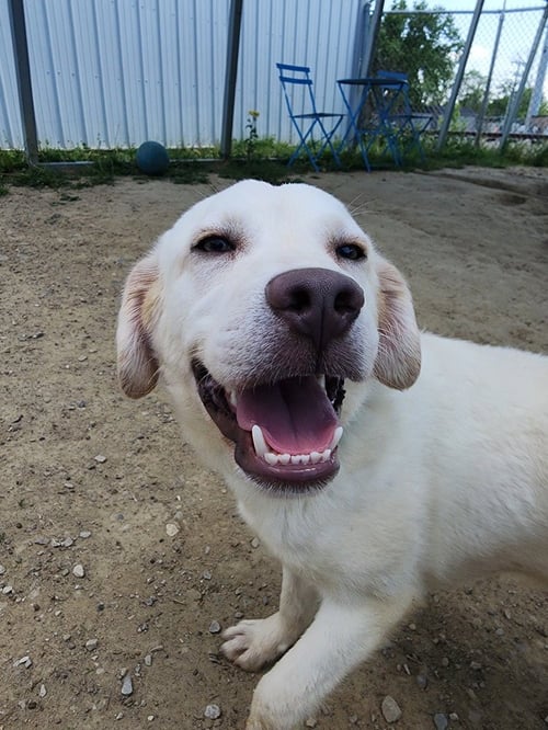 RONI - Terrier available for adoption