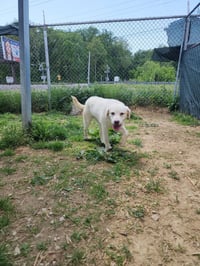 Roni - Photo 3