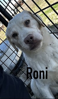Roni - Photo 4