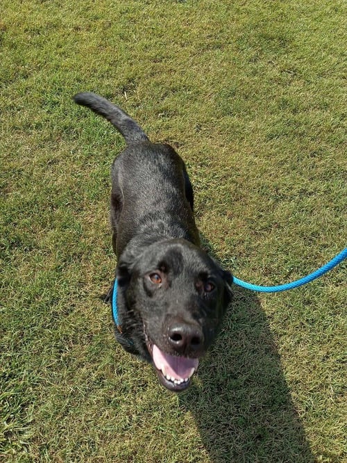 MUSTAINE - Retriever available for adoption