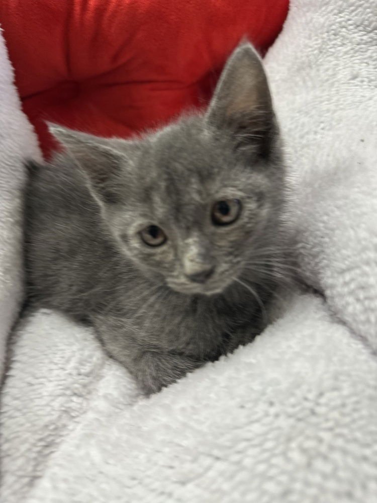 ASHER - Domestic Short Hair available for adoption