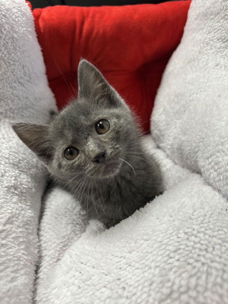 ASHER - Domestic Short Hair available for adoption