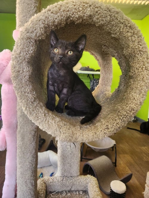 COZY HEART PENGUIN - Domestic Short Hair available for adoption