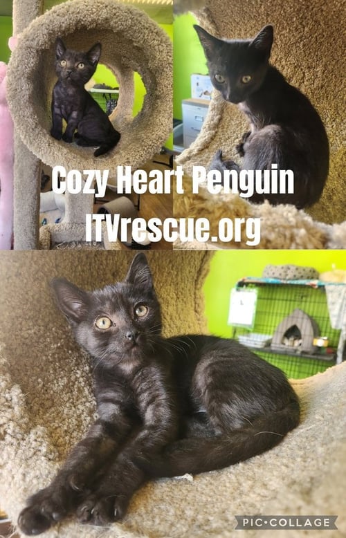 COZY HEART PENGUIN - Domestic Short Hair available for adoption