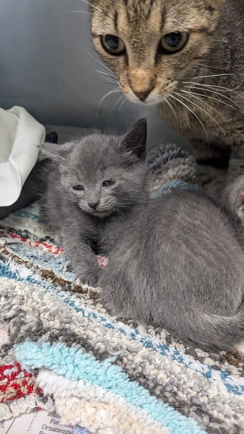 NULL - Domestic Short Hair available for adoption
