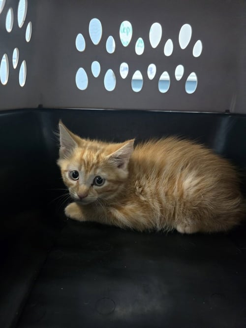 COREY - Domestic Short Hair available for adoption