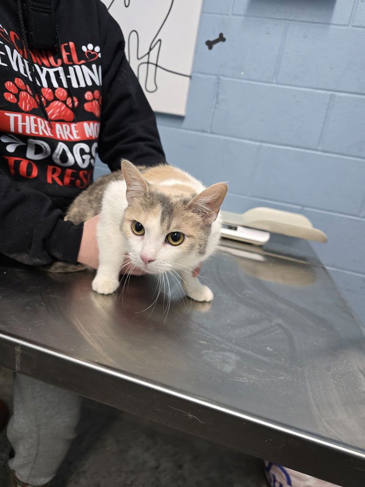 VANILLA BEAN - Domestic Short Hair available for adoption