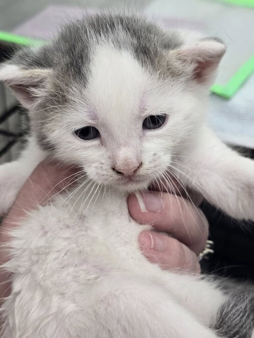 CARMEN - Domestic Short Hair available for adoption