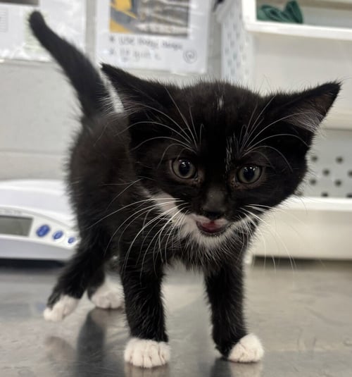 LAWN MOWER - Domestic Short Hair available for adoption