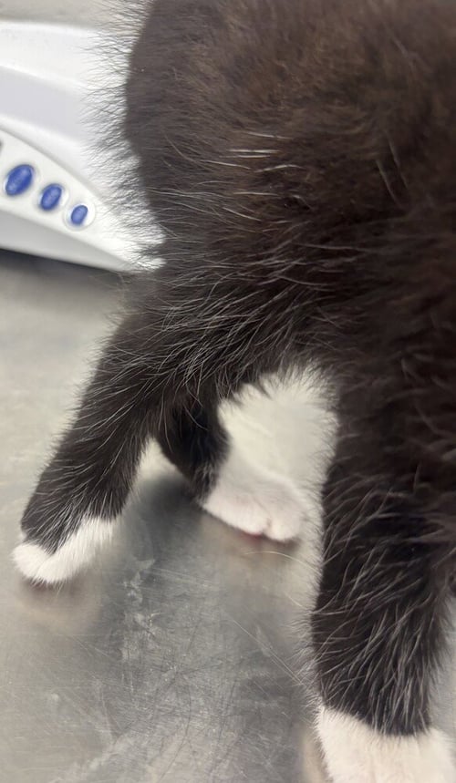 LAWN MOWER - Domestic Short Hair available for adoption