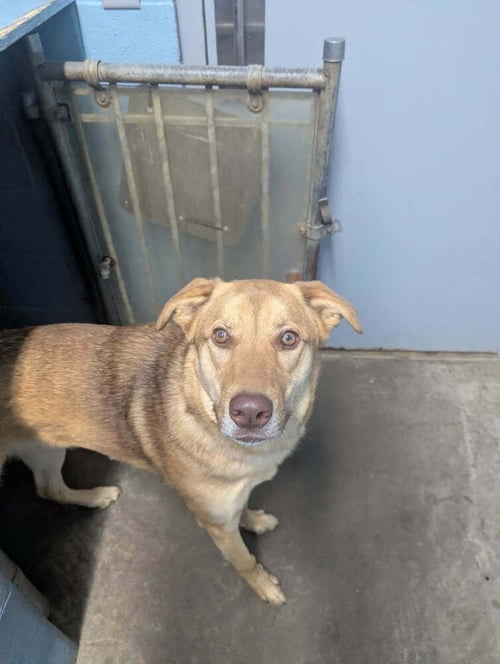 LUNA T - Shepherd available for adoption