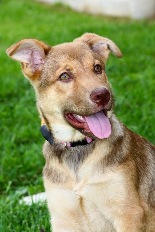 LUNA T - Shepherd available for adoption