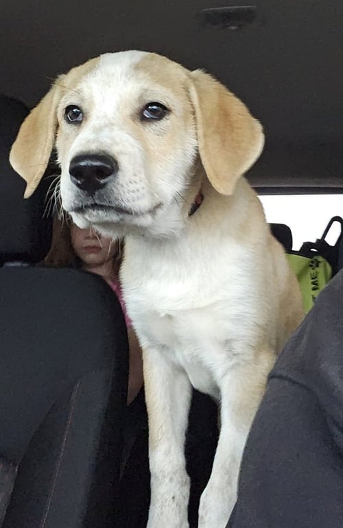 STIMPY - Labrador Retriever / Terrier available for adoption