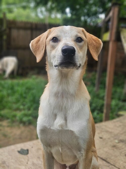 STIMPY - Labrador Retriever / Terrier available for adoption