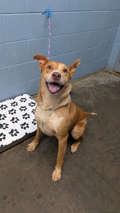 UTAH - Cattle Dog available for adoption