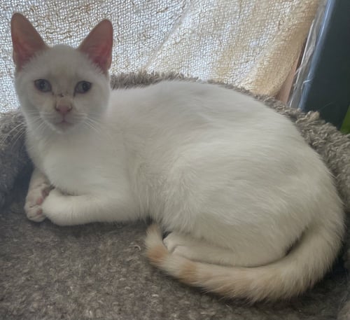 GHOST - Siamese available for adoption