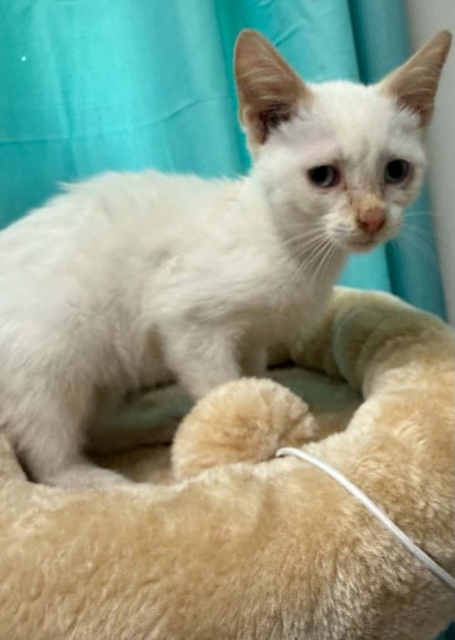 GHOST - Siamese available for adoption